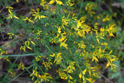 Fotografia da espécie Genista triacanthos