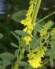 Fotografia da espécie Melilotus officinalis