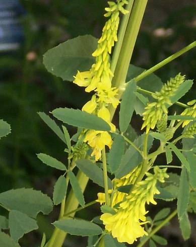 Fotografia de capa Melilotus officinalis - do Jardim Botânico