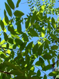 Fotografia da espécie Styphnolobium japonicum