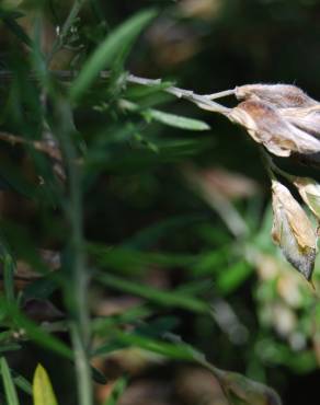 Fotografia 5 da espécie Teline linifolia no Jardim Botânico UTAD