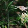 Fotografia 5 da espécie Teline linifolia do Jardim Botânico UTAD