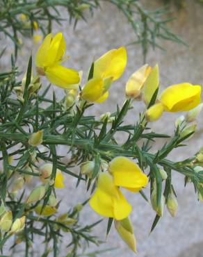 Fotografia 1 da espécie Ulex europaeus subesp. europaeus no Jardim Botânico UTAD