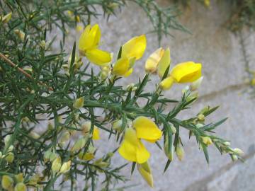 Fotografia da espécie Ulex europaeus subesp. europaeus