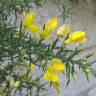 Fotografia 1 da espécie Ulex europaeus subesp. europaeus do Jardim Botânico UTAD