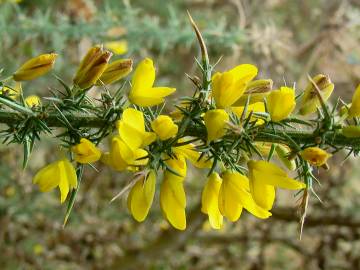 Fotografia da espécie Ulex minor