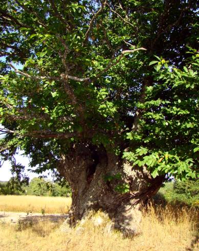 Fotografia de capa Castanea sativa - do Jardim Botânico