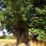 Fotografia 1 da espécie Castanea sativa do Jardim Botânico UTAD