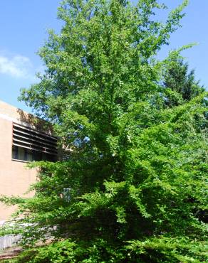 Fotografia 4 da espécie Fagus sylvatica no Jardim Botânico UTAD