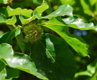 Fotografia da espécie Fagus sylvatica