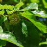 Fotografia 5 da espécie Fagus sylvatica do Jardim Botânico UTAD