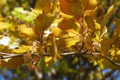 Fotografia da espécie Fagus sylvatica