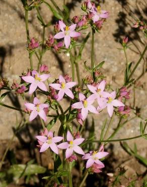 Fotografia 3 da espécie Centaurium erythraea subesp. grandiflorum no Jardim Botânico UTAD