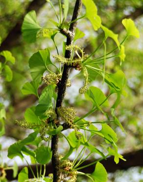 Fotografia 5 da espécie Ginkgo biloba no Jardim Botânico UTAD