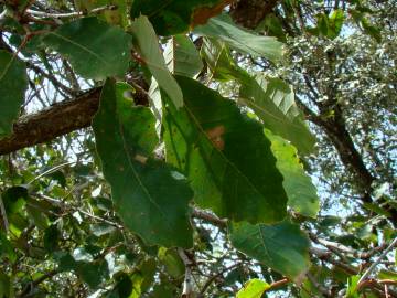 Fotografia da espécie Quercus canariensis