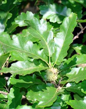Fotografia 2 da espécie Quercus cerris no Jardim Botânico UTAD
