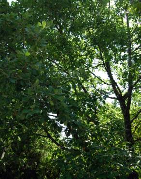 Fotografia 2 da espécie Quercus faginea subesp. faginea no Jardim Botânico UTAD