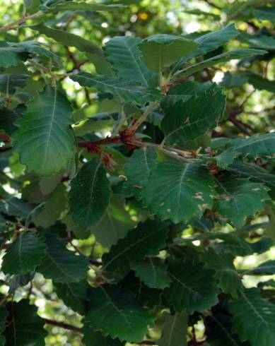 Fotografia de capa Quercus faginea subesp. faginea - do Jardim Botânico