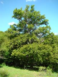 Fotografia da espécie Quercus petraea subesp. petraea