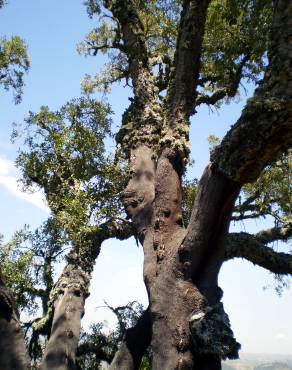 Fotografia 5 da espécie Quercus suber no Jardim Botânico UTAD