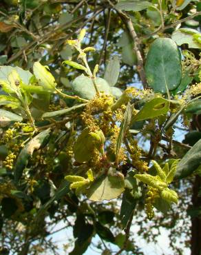 Fotografia 6 da espécie Quercus suber no Jardim Botânico UTAD