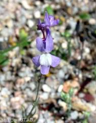 Linaria amethystea subesp. amethystea