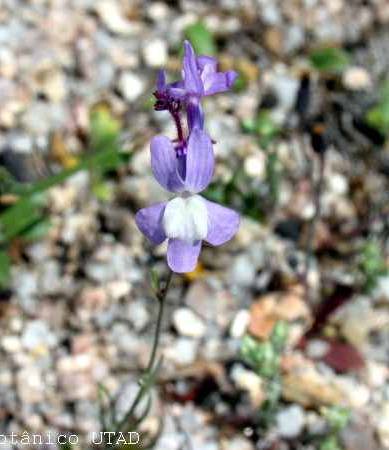 Fotografia de capa Linaria amethystea subesp. amethystea - do Jardim Botânico