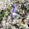 Fotografia 1 da espécie Linaria amethystea subesp. amethystea do Jardim Botânico UTAD