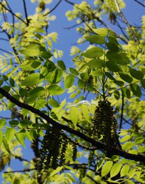 Fotografia 4 da espécie Juglans nigra no Jardim Botânico UTAD