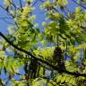 Fotografia 4 da espécie Juglans nigra do Jardim Botânico UTAD