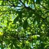 Fotografia 3 da espécie Juglans regia do Jardim Botânico UTAD