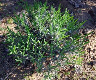 Fotografia da espécie Lavandula angustifolia