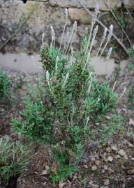 Fotografia da espécie Lavandula dentata