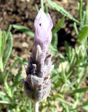 Fotografia 3 da espécie Lavandula dentata no Jardim Botânico UTAD