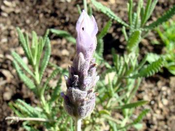 Fotografia da espécie Lavandula dentata