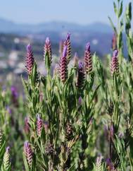 Lavandula pedunculata