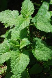 Fotografia da espécie Melissa officinalis subesp. altissima