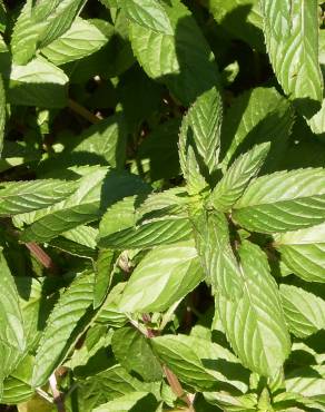 Fotografia 3 da espécie Mentha x piperita no Jardim Botânico UTAD