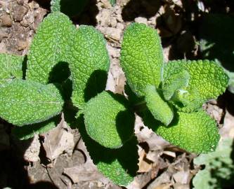 Fotografia da espécie Mentha suaveolens