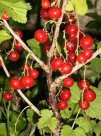 Fotografia da espécie Ribes rubrum