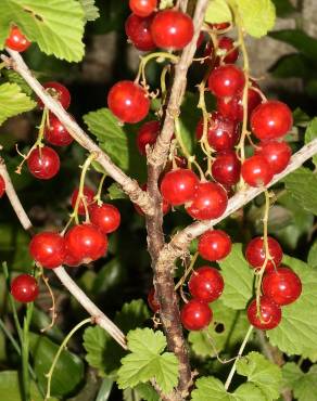 Fotografia 4 da espécie Ribes rubrum no Jardim Botânico UTAD