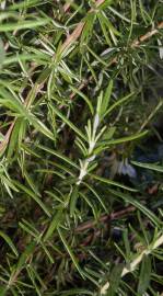 Fotografia da espécie Rosmarinus officinalis var. officinalis