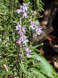 Fotografia da espécie Rosmarinus officinalis var. officinalis