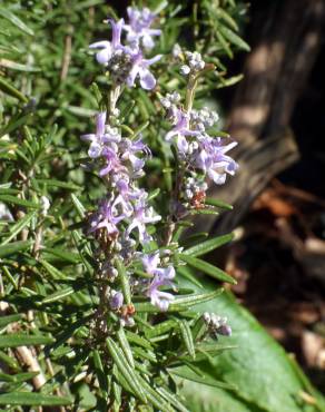 Fotografia 3 da espécie Rosmarinus officinalis var. officinalis no Jardim Botânico UTAD