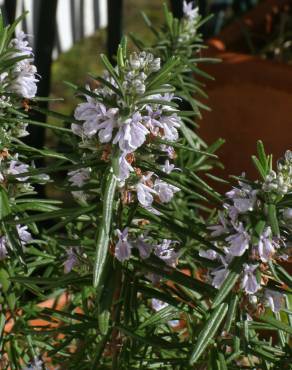 Fotografia 4 da espécie Rosmarinus officinalis var. officinalis no Jardim Botânico UTAD