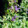 Fotografia 1 da espécie Salvia officinalis do Jardim Botânico UTAD