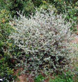 Fotografia da espécie Teucrium fruticans