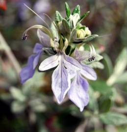 Fotografia da espécie Teucrium fruticans