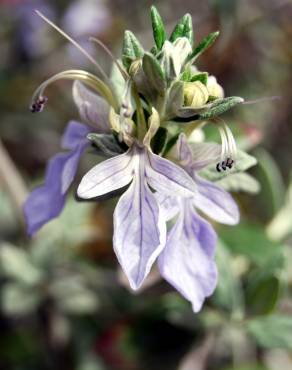 Fotografia 3 da espécie Teucrium fruticans no Jardim Botânico UTAD