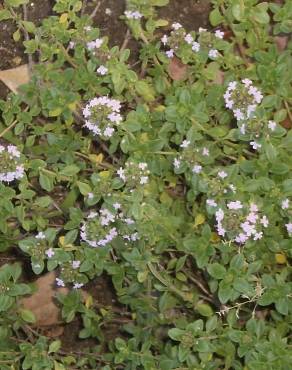 Fotografia 7 da espécie Thymus x citriodorus no Jardim Botânico UTAD